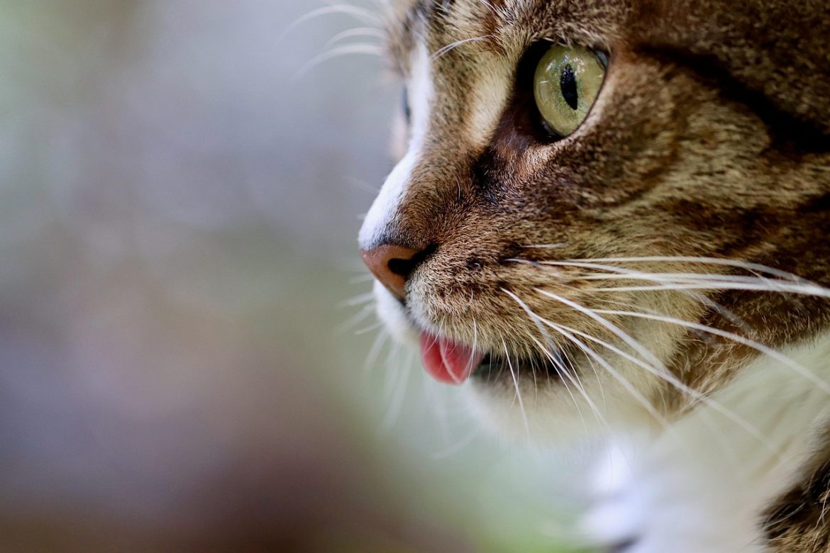 Dangerous Ingredients Lurking in Cat Food