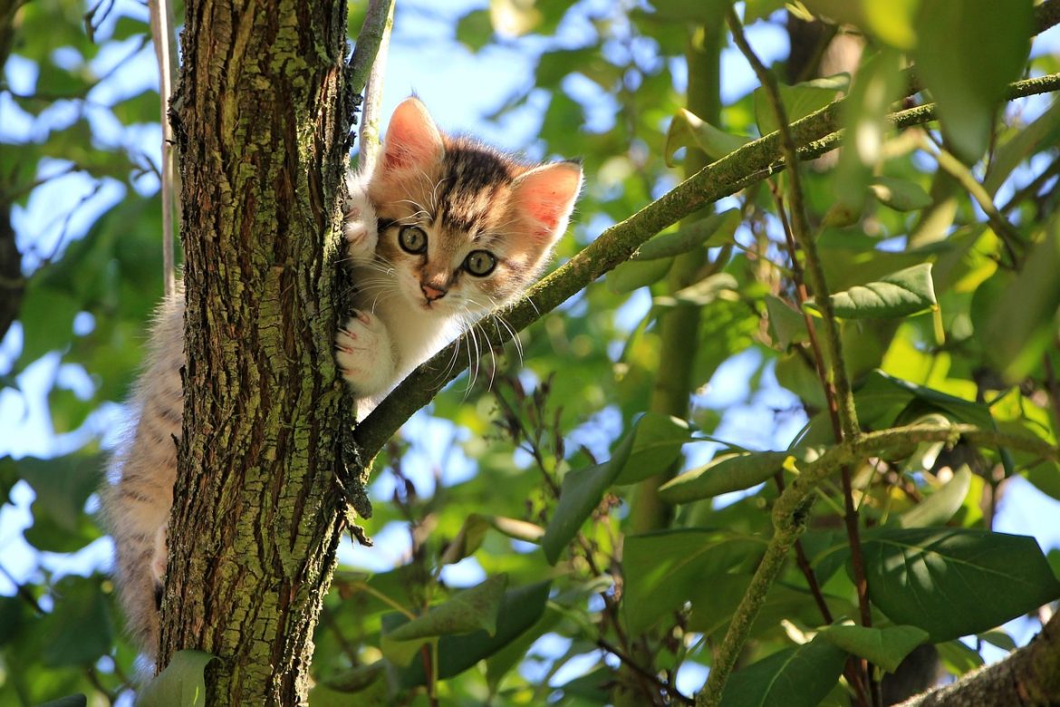 Understanding Grain Free Cat Food Ingredients