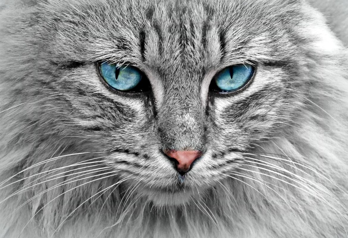 Protein Powerhouses: Top Sources for Your Cat's Diet