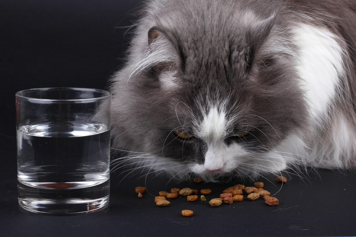Ultimate Guide: Top Ingredients for Nutritious Cat Food
