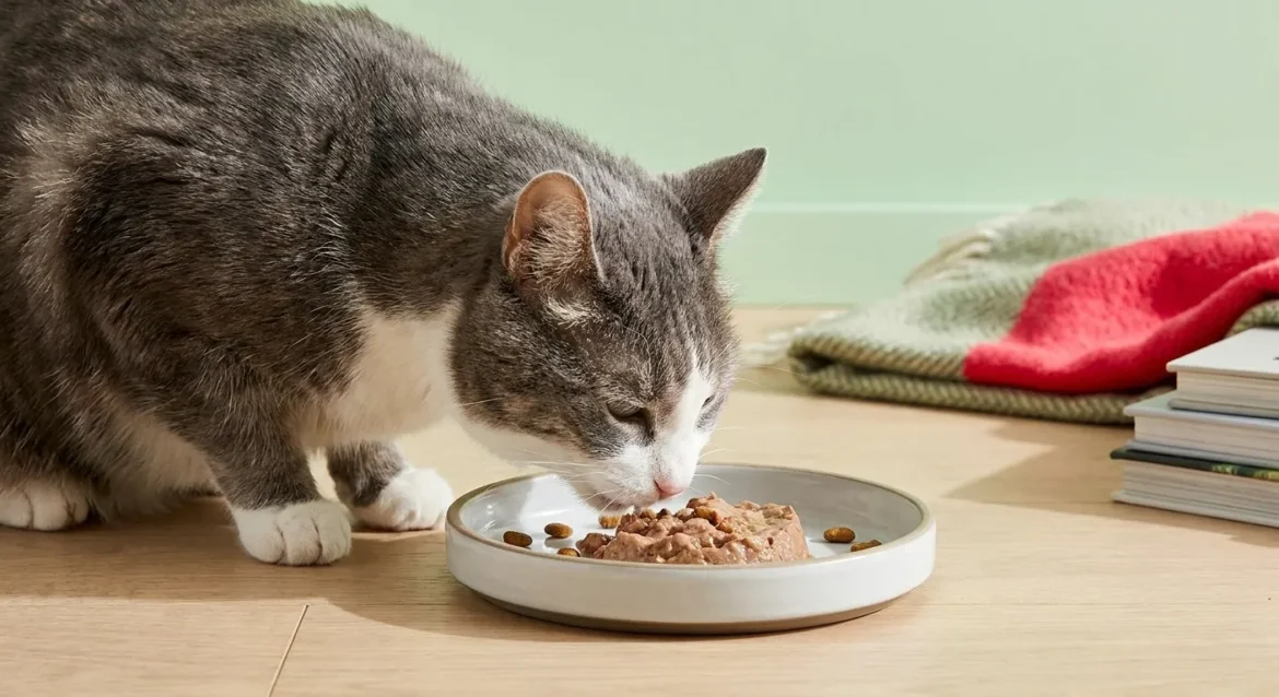 senior cat nutrition — Senior Cat Nutrition: Adapting Diets for Aging Felines